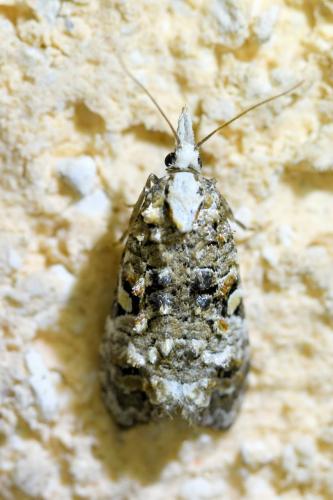 Réf. 335 251 : Phtheochroa rugosana